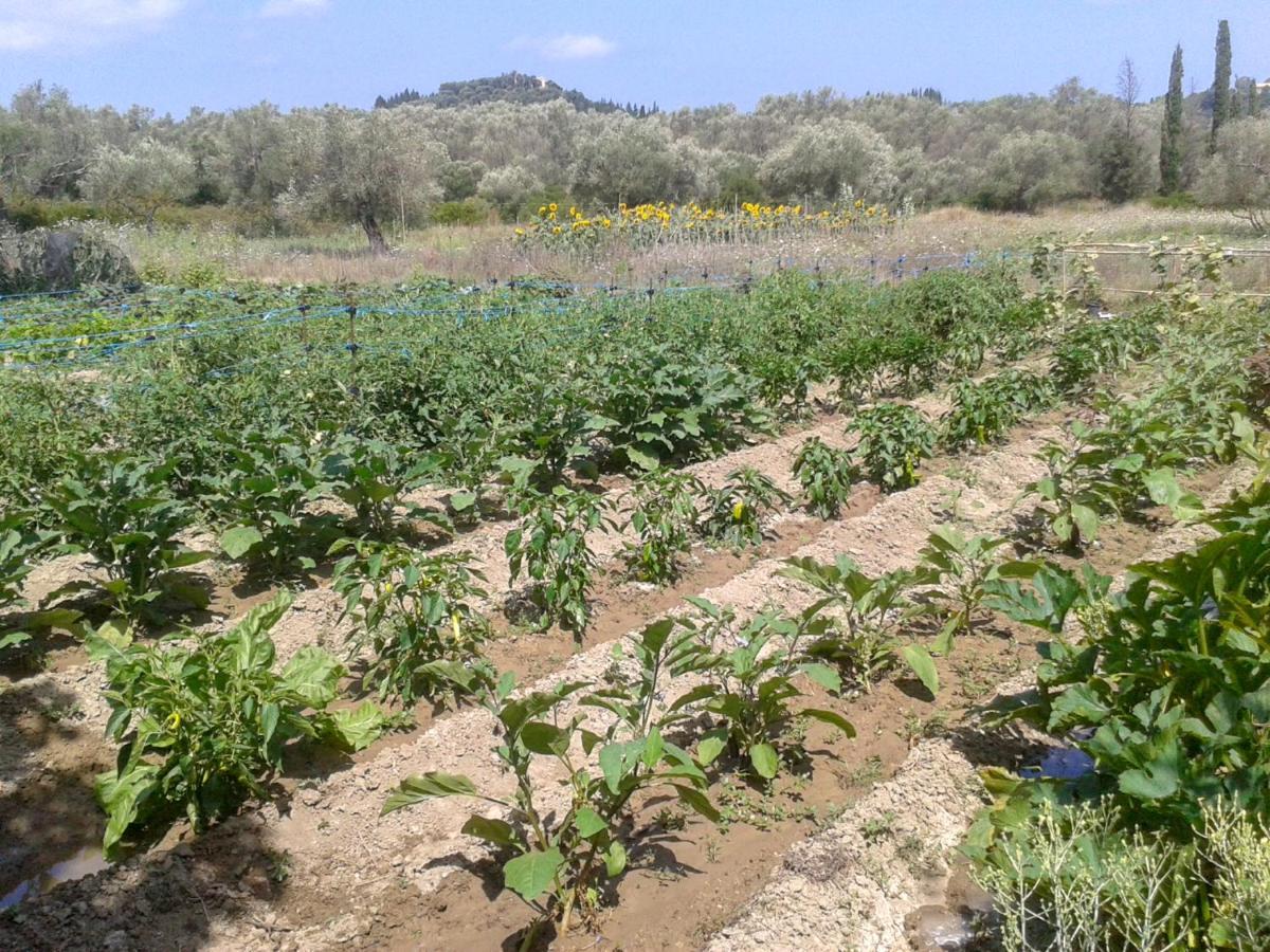 Vila Aroggia Farm Xanthátai Exteriér fotografie